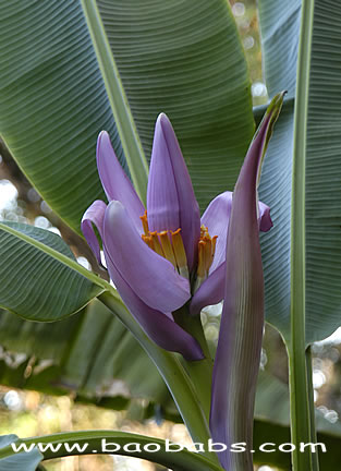 Musa ornata